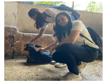 Compassion toward animals