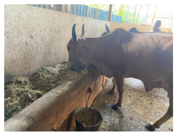 Sustainable Animal Welfare